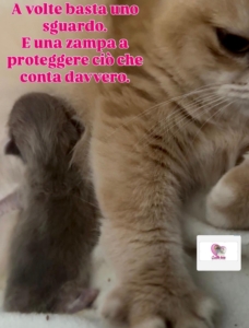 WhatsApp Image 2026-08-09 at 17.58.41